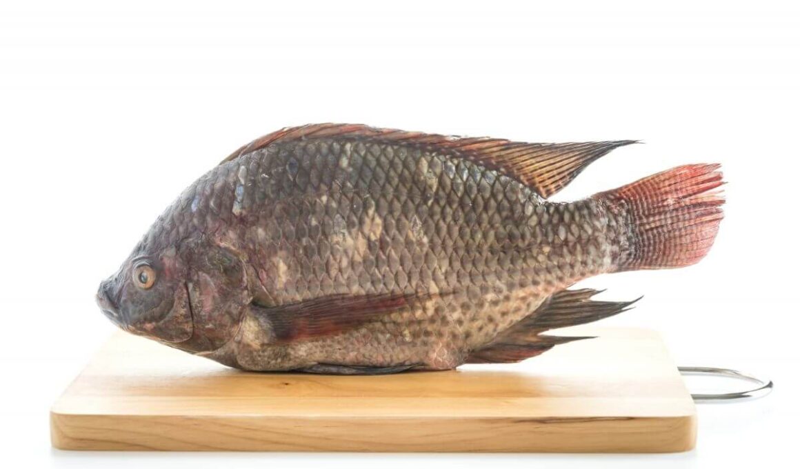 tilapia