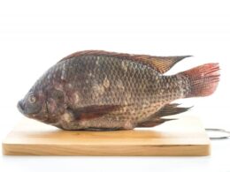 tilapia