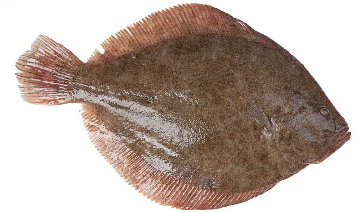 turbot