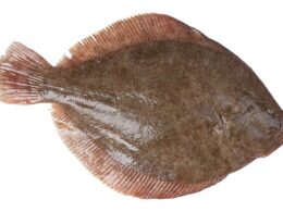 turbot