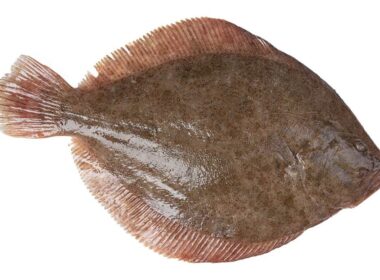 turbot